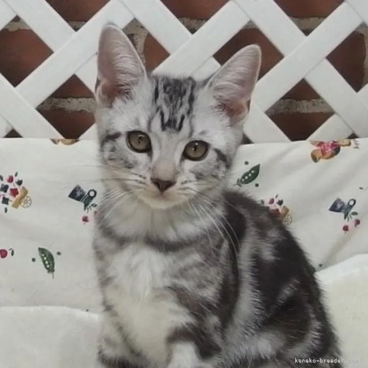 ID：2308-01020の子猫