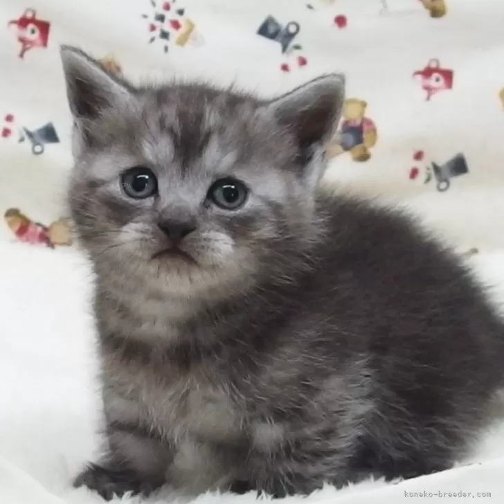 ID:2403-00788の子猫