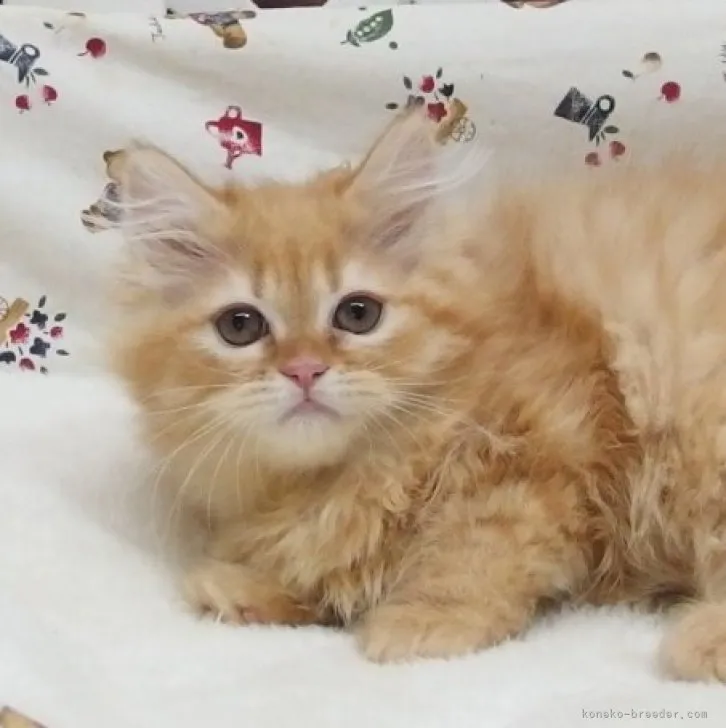 ID：2310-02114の子猫