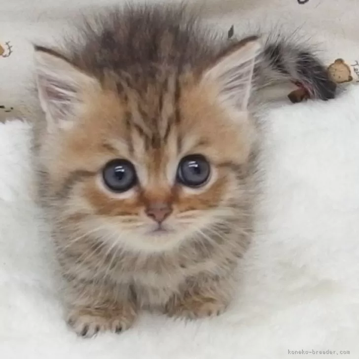 A.U 様のお迎えした子猫