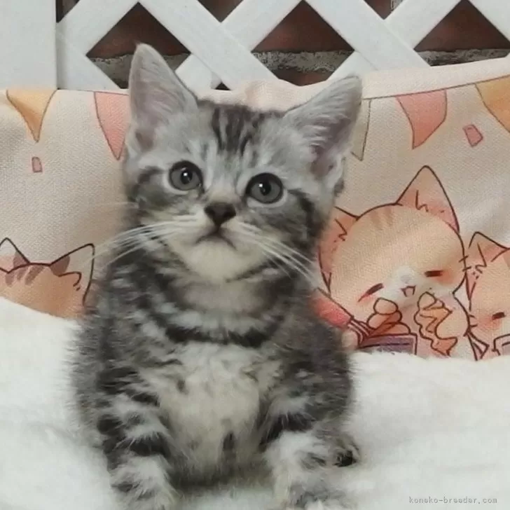 ID:2408-01488の子猫