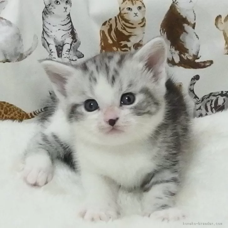 ID:2409-02027の子猫