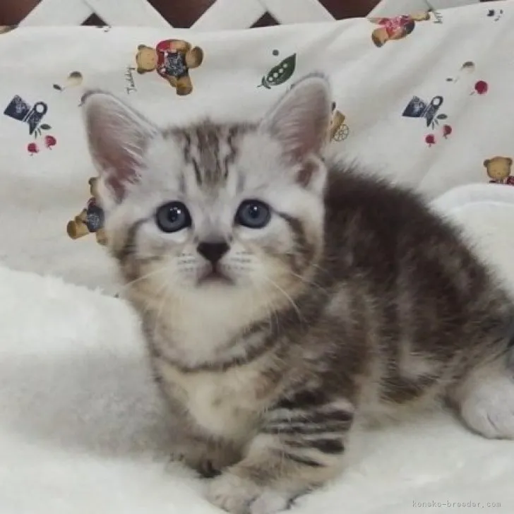 ID:2308-00911の子猫