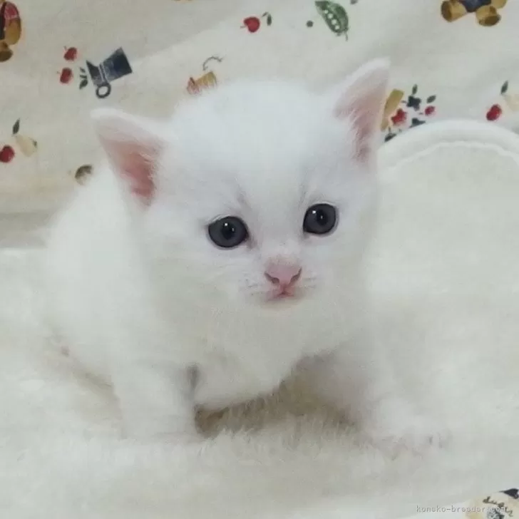 ID：2407-00367の子猫