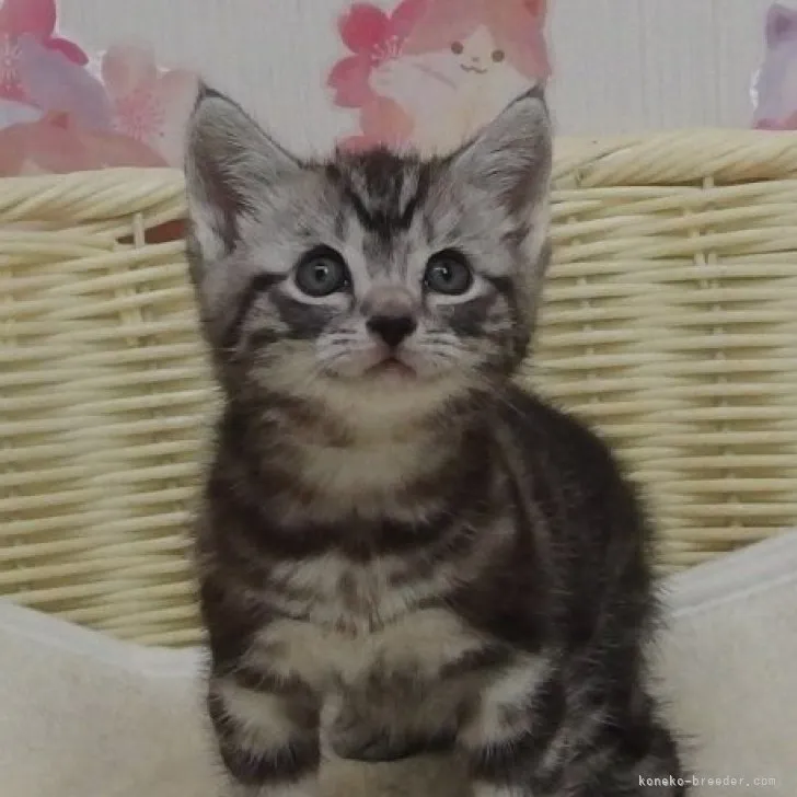 Y.O 様のお迎えした子猫