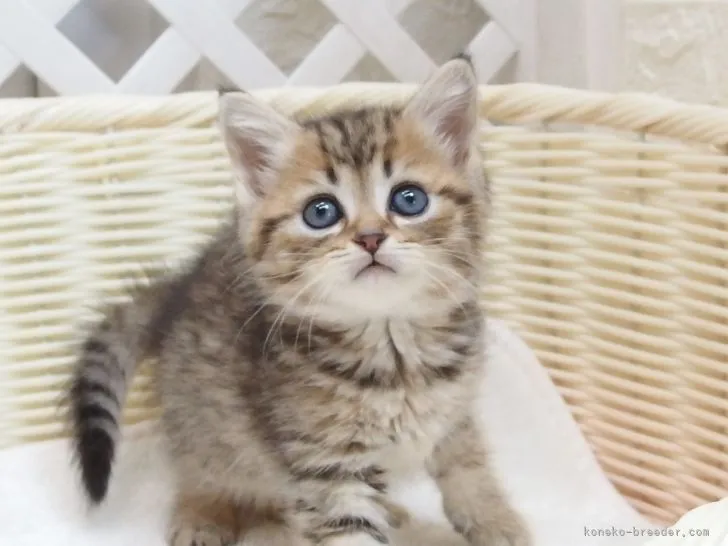 ID：2204-01210の子猫