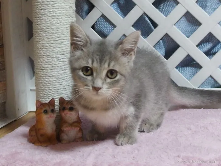 ID：2109-02271の子猫
