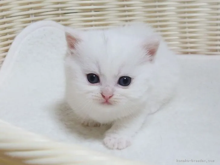 しー 様のお迎えした子猫