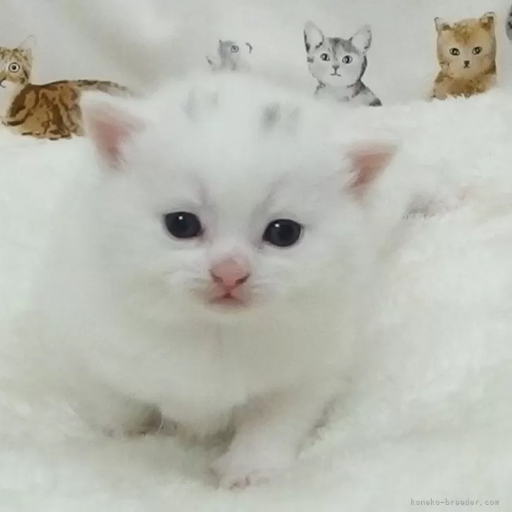 ID:2411-01552の子猫