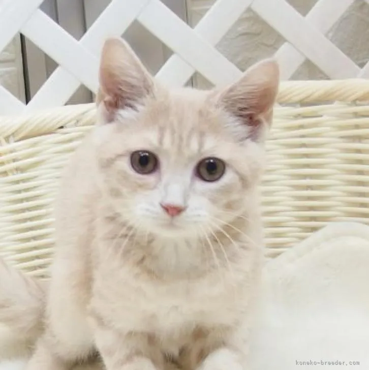 A.S 様のお迎えした子猫