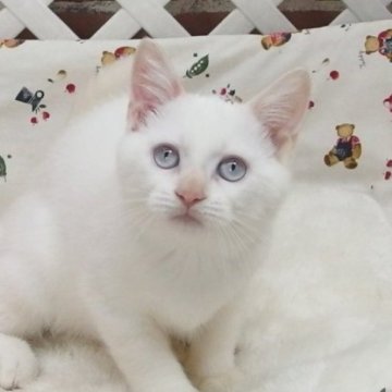 ミヌエット(長足)【大阪府・男の子・2023年7月9日・ホワイト】の写真「全て込みの価格で元気な男の子です（長足）」