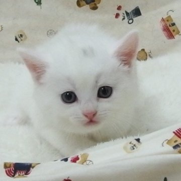 マンチカン(長足)【大阪府・男の子・2024年6月8日・ホワイト（ショート）】の写真「全て込みの価格で元気な男の子です」