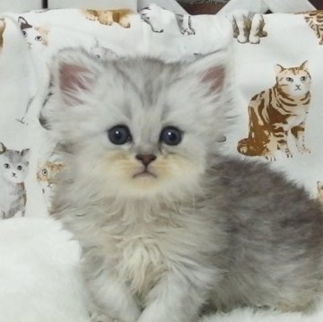 ミヌエット(長足)【大阪府・男の子・2024年8月14日・シルバータビー】の写真「全て込みの価格で元気な男の子です」