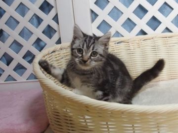 マンチカン(長足)【大阪府・男の子・2020年8月15日・シルバータビー】の写真「全て込みの価格で元気な男の子です」