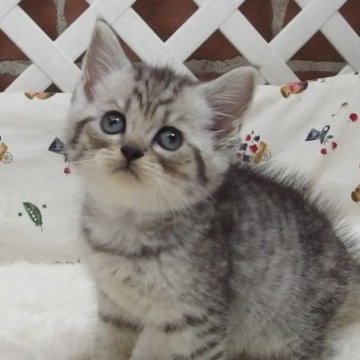 ミヌエット(長足)【大阪府・男の子・2023年8月22日・シルバータビー】の写真「全て込みの価格で元気な男の子です」