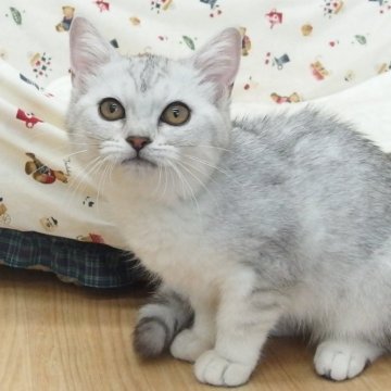 ミヌエット(長足)【大阪府・女の子・2024年2月16日・シルバータビー】の写真「全て込みの価格で可愛い女の子です(長足）」