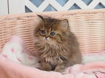 ペルシャ(チンチラ)【大阪府・女の子・2018年12月24日・チンチラゴールデン】の写真「目の大きな可愛い女の子です」