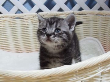 アメリカンショートヘア【大阪府・男の子・2020年5月20日・シルバータビー】の写真「全て込みの価格で元気な美男子です」