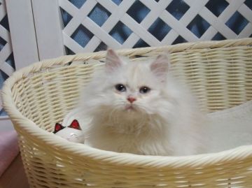 ペルシャ【大阪府・男の子・2020年10月6日・クリーム&ホワイト（ロング）】の写真「全て込みの価格で元気な男の子です」