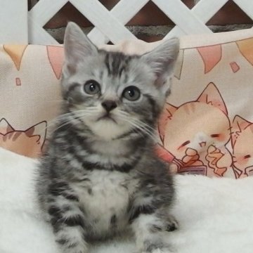 マンチカン(長足)【大阪府・男の子・2024年6月17日・シルバータビー（ショート）】の写真「全て込みの価格で元気な男の子です」