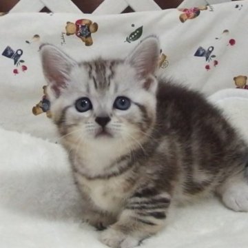 ミヌエット(短足)【大阪府・男の子・2023年6月27日・シルバータビー】の写真「全て込みの価格で元気な男の子です」