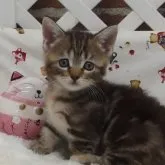 マンチカン(短足)【大阪府・女の子・2023年8月8日・ブラウンタビー】の写真1「9月16日撮影」