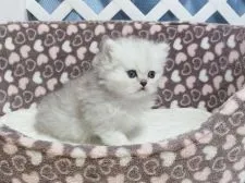 ペルシャ(チンチラ)【大阪府・男の子・2020年2月10日・シェーデットシルバー】の写真1「3月12日撮影」