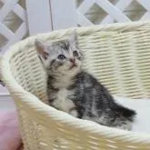 アメリカンショートヘア【大阪府・女の子・2022年6月18日・シルバータビー】の写真1「7月24日撮影」