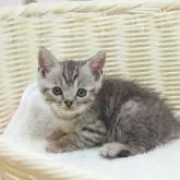 スコティッシュフォールド(立ち耳)【大阪府・男の子・2022年5月21日・シルバータビー】の写真1「７月７日撮影」