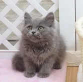 ミヌエット(長足)【大阪府・男の子・2022年3月22日・ブルー】の写真1「6月16日撮影」