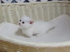 マンチカン(短足)【大阪府・男の子・2021年10月3日・ホワイト】の写真2「１１月３日撮影」