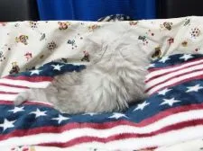 ペルシャ(チンチラ)【大阪府・男の子・2020年3月29日・チンチラシルバー】の写真3「5月4日撮影」