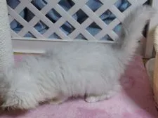 ペルシャ(チンチラ)【大阪府・男の子・2019年8月5日・チンチラシルバー】の写真3「11月3日撮影」