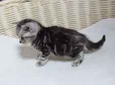 マンチカン(長足)【大阪府・女の子・2021年3月15日・シルバータビー】の写真3「４月１６日撮影」