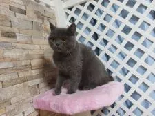 ミヌエット(長足)【大阪府・男の子・2022年3月22日・ブルー】の写真4「母親」