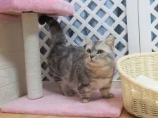 ミヌエット(長足)【大阪府・男の子・2022年3月22日・ブルー】の写真5「父親」