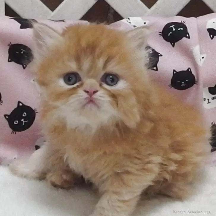 ID:2507-01641の子猫