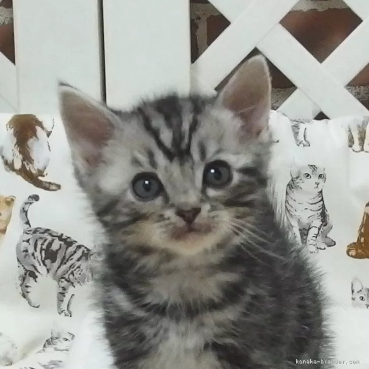 ID：2504-00801の子猫