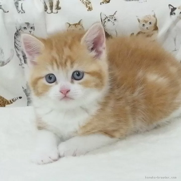ID：2504-00377の子猫
