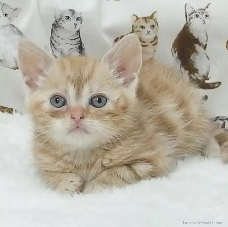 ID:2503-00379の子猫