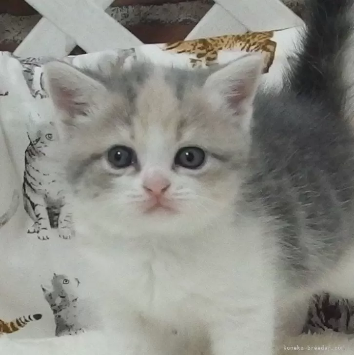 ID：2503-01349の子猫