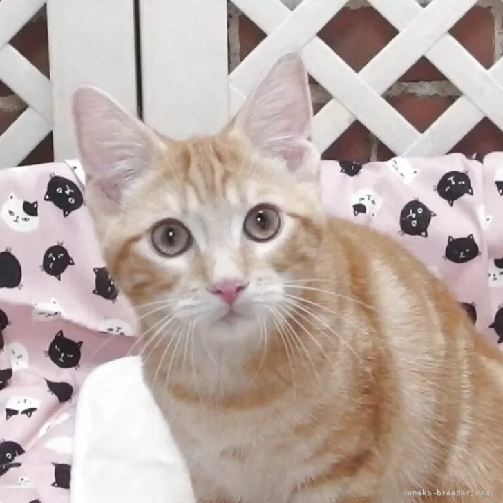 ID：2506-00679の子猫