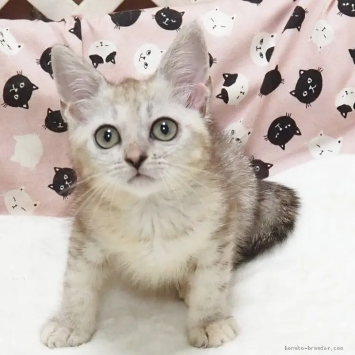 ID：2605-00186の子猫