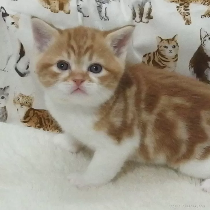 N.O 様のお迎えした子猫