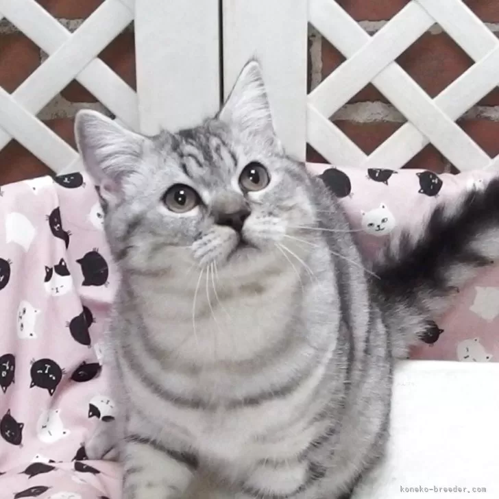 Y.K 様のお迎えした子猫