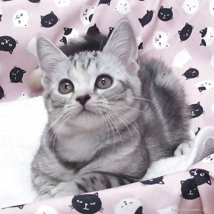 ブリーダー画像