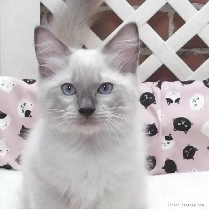 S.M 様のお迎えした子猫