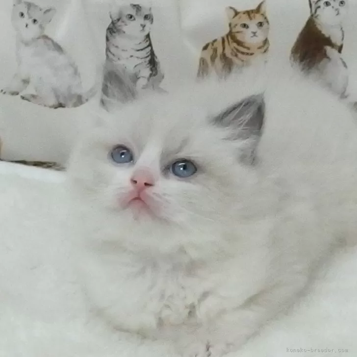 ID：2412-01681の子猫