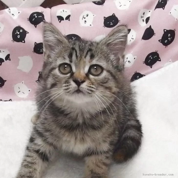 ID:2507-00265の子猫