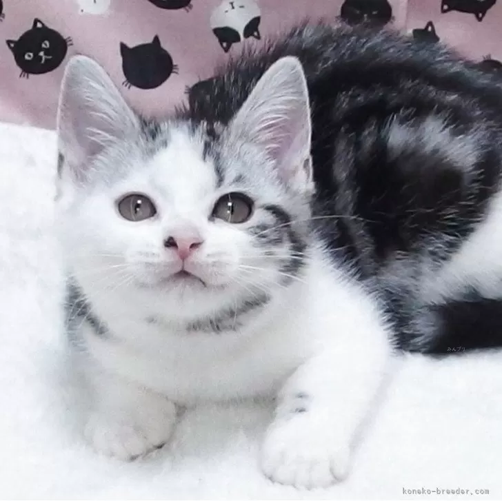 スコティッシュフォールド(立ち耳)【大阪府・女の子・2025年8月21日・シルバータビーホワイト】の写真1